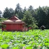 【北限に観る蓮の花まつり2017】猿賀公園でのんびりゆったり♪