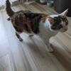 なまけもの