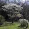 里山の桜　２