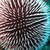 癒しの言語学