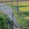 ソバ畑のノビタキ、水はり田んぼのクサシギ