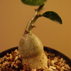 Pachypodium succulentum 実生株③