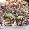 Tylecodon, Lachenalia, Avonia, Ornithogalum seedlings