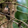 チャムネテリハチドリ(Fawn-breasted Brilliant)