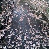 　目黒川沿いの桜　その２