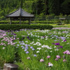 永沢寺花しょうぶ園