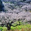 山は青く花は萌えんと欲す