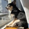 まろにー2842日目