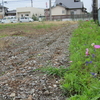 浜ちゃん日記　健康広場のコスモスの発芽