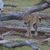 ヒョウ(Leopard)