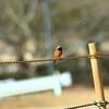  鴨川河川敷公園にジョウビタキ居たよ