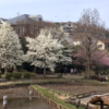 町田薬師池公園の花 (3月17日撮影）