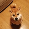 犬を預けられるところ
