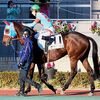 １９日に栗東・西園厩舎へ帰厩しています。次走は２月１週目を予定。☆ロコポルティ