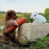 Морковь кроликам — польза и вред