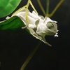 Veiled chameleon / エボシカメレオン