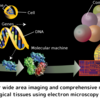 Prospects for wide area imaging and comprehensive morphological analysis of biological tissues using electron microscopy : Introduction