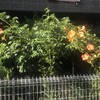 凌霄花