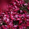 赤い薔薇