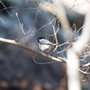 白と黒のスズメみたいな鳥の正体は？動き回るハクセキレイとシジュウカラ。