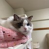 ふくちゃんとの休日、何度も追いかけっこして遊びました