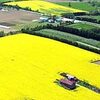 黄色い地面、菜の花満開