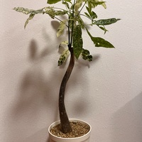 パキラ・ミルキーウェイ〜植え替え2ヶ月後〜 - 研究職のSilent栽培Bar