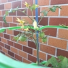 ✨家庭菜園の様子✨