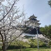掛川城の桜、、、