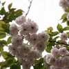 八重桜の出番