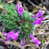 ホトケノザの花