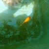 金魚まだ冬眠中 フィルターの掃除