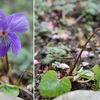 ＊3月の庭の花