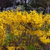 登山に行けない時期も楽しめる！春の公園散歩で出会う花々