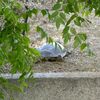 2014年05月24日　四天王寺のカメ（スッポン）の産卵