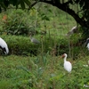 ベリーズ　敷地内の White Ibis（ホワイト　イビス）たちの群れ 