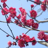 梅終り桜咲き初め