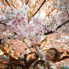 夫婦でダウン、恐れていた事態