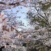 平和公園の桜　満開