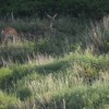 動物園裏の野鳥を紹介（２０２０　０６０６）その７。