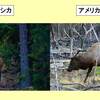 アカシカとアメリカアカシカの違い：web動物図鑑