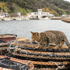 隣県離島のねこさん