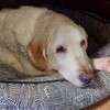 老犬と運動