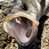 【家島】根魚パラダイスの離島に泊りがけで釣りしてみた　Day1