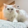 かわいい雨と雪の画像集！ふわふわにゃんこがお届け！　ふわふわにゃんこの雨と雪　第44弾