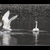 安曇野　白鳥飛来　【８０羽】　に