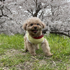 まること桜めぐり