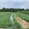 ようやく一セット電気柵を設置
