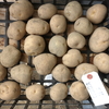 馬鈴薯の種芋購入