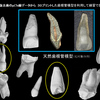 外傷による脱落歯や脱臼歯の歯冠の清掃法について